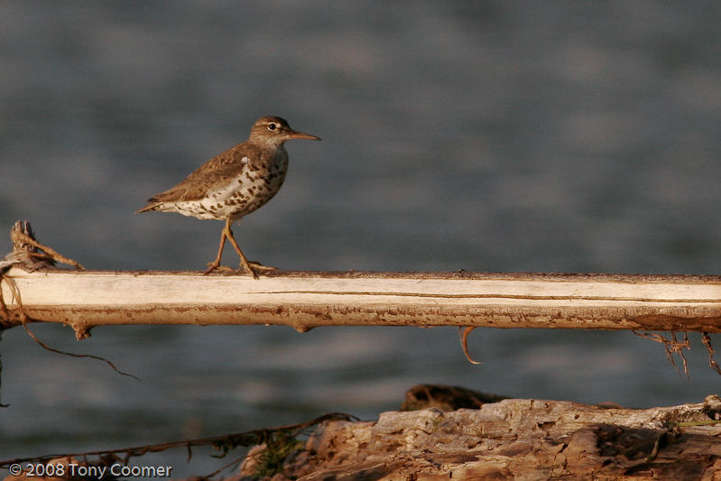 Spotted Sandpiper