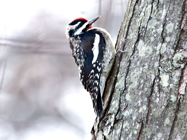 Yellow-bellied Sapsucker