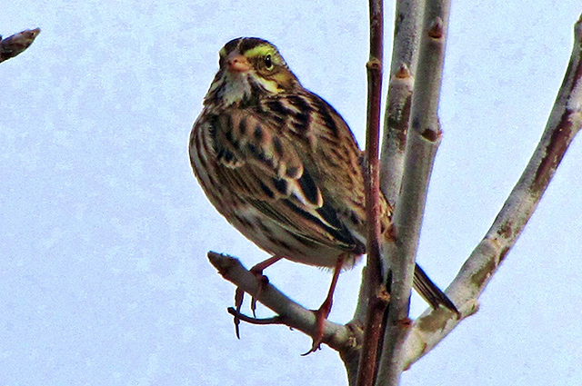 Savannah Sparrow