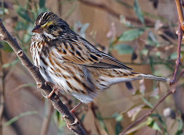 Savannah Sparrow