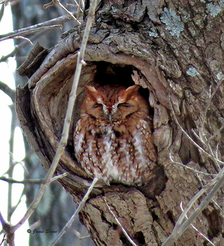 Eastern Screech-Owl