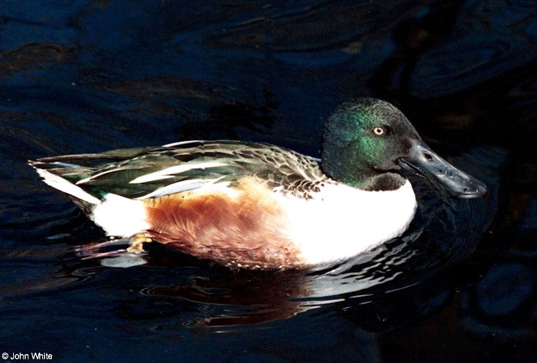 Northern Shoveler