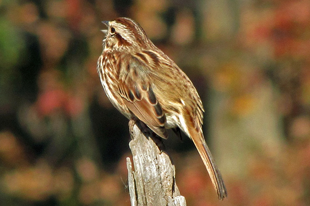 Song Sparrow