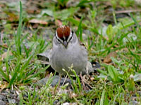 Chipping Sparrow