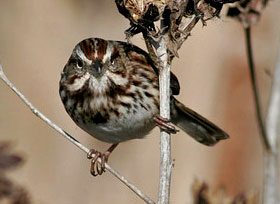 Song Sparrow