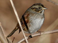 Swamp Sparrow