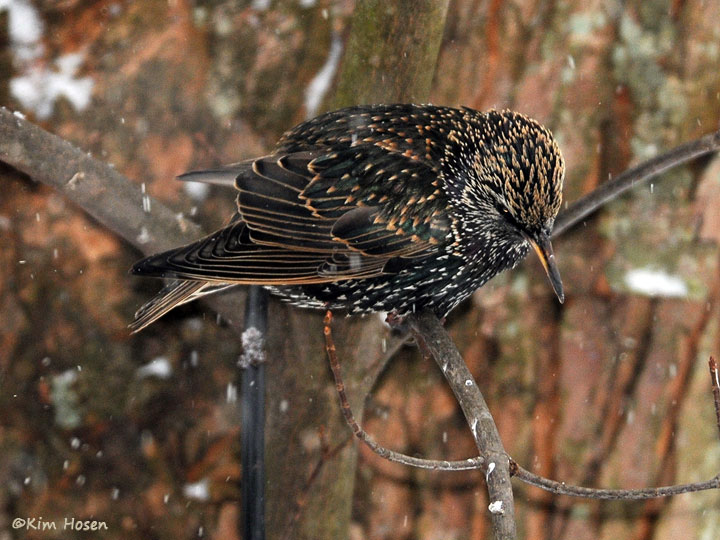 European Starling