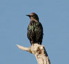 European Starling