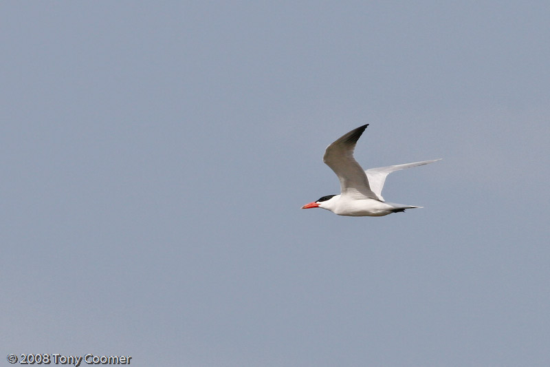 Caspian Tern
