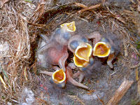 Bluebird nesting box