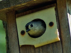 Tufted Titmouse