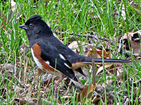 Eastern Towhee