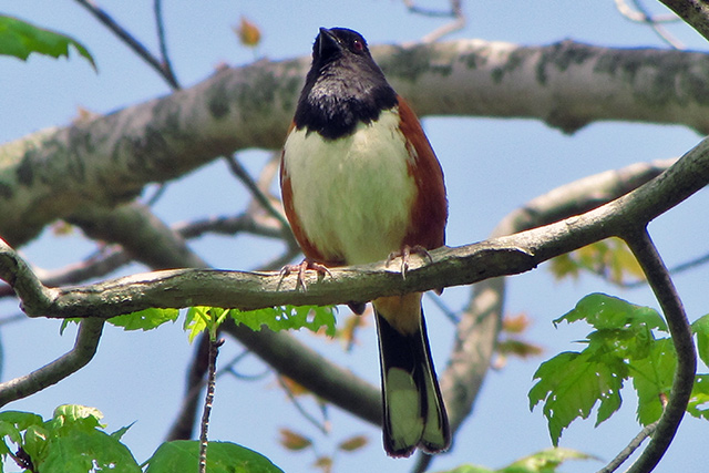 Eastern Towhee