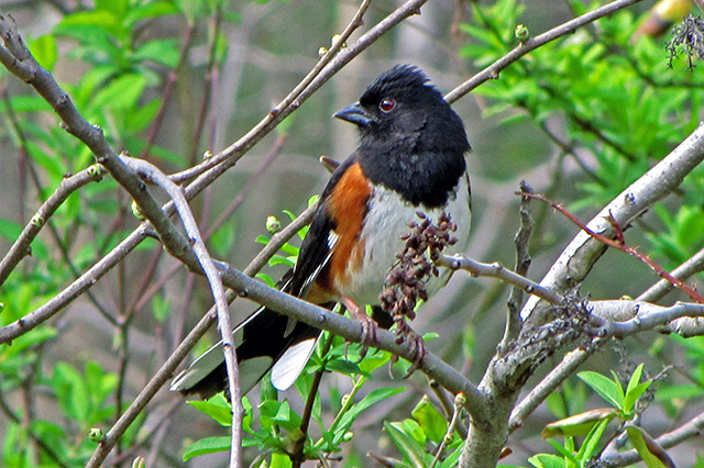 Eastern Towhee