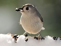 Tufted Titmouse