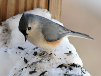 Tufted Titmouse