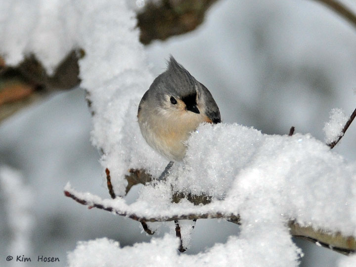 Tufted Titmouse