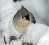 Tufted Titmouse