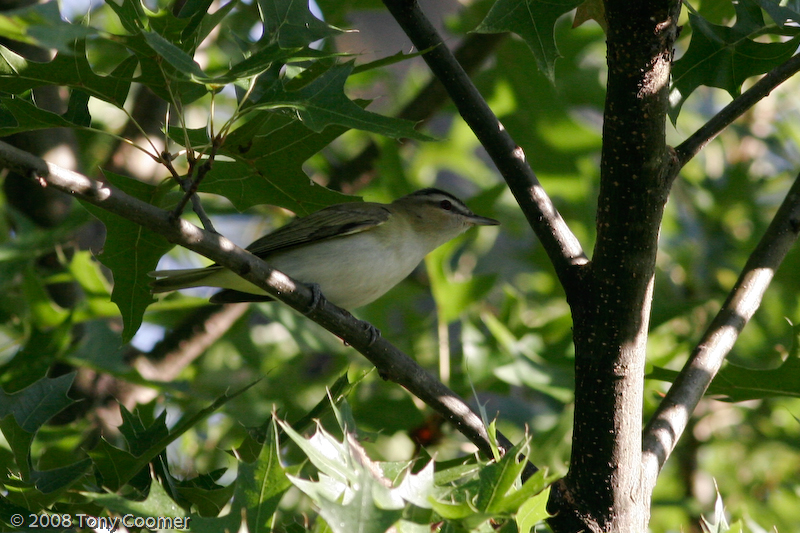 Red-eyed Vireo