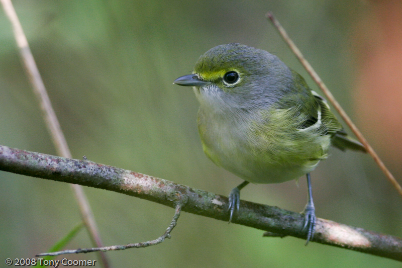 White-eyed Vireo