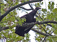 Black Vulture