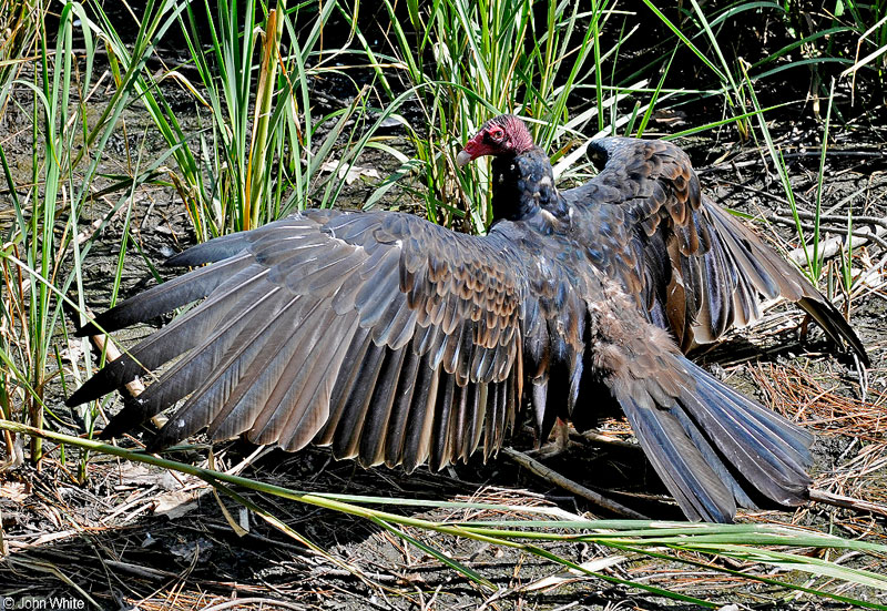 Turkey Vulture