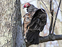 Turkey Vulture