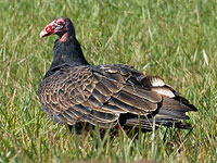 Turkey Vulture