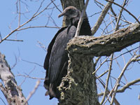 Black Vulture