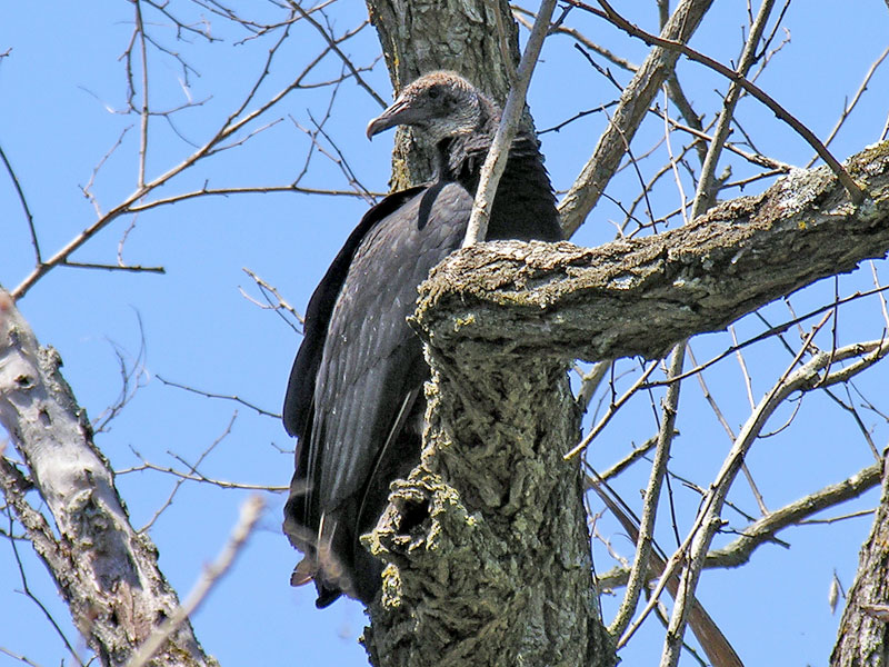 Black Vulture