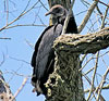 Black Vulture