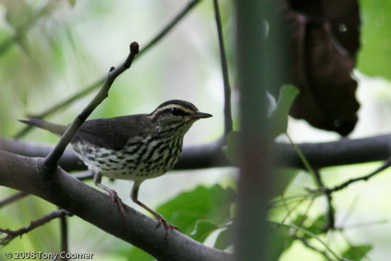Northern Waterthrush