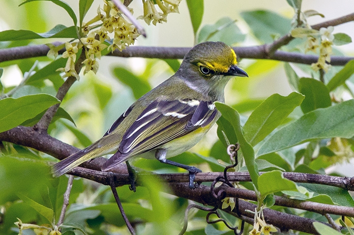 White-eyed Vireo