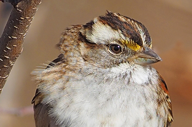 White-throated Sparrow