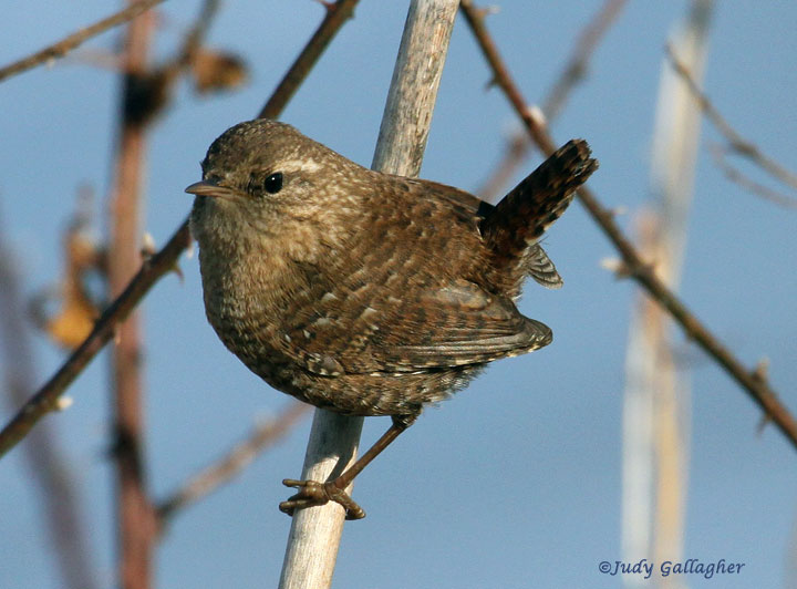 Winter Wren