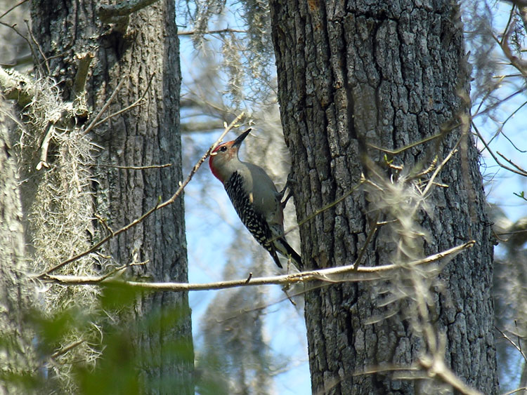 Red-bellied Woodpecker