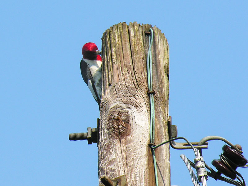 Red-headed Woodpecker