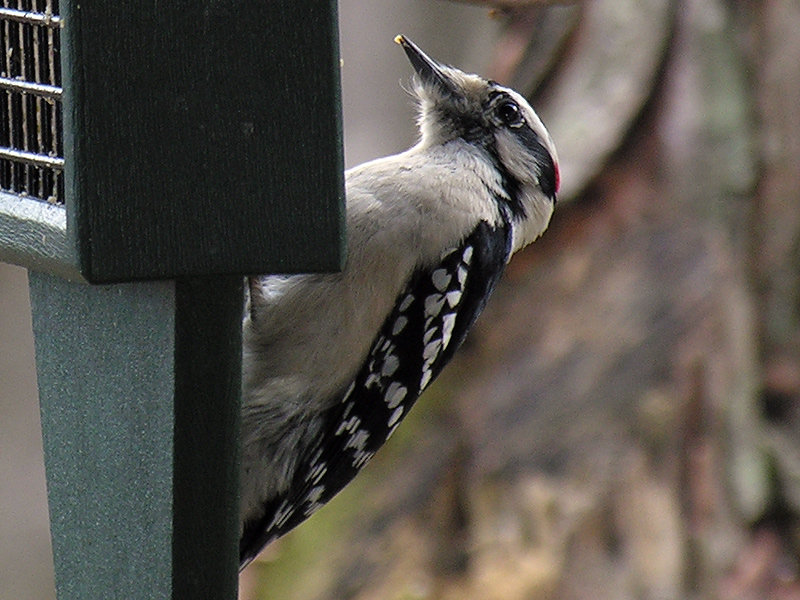 Hairy Woodpecker