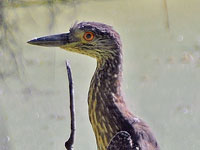 Immature Yellow-crowned Night-heron