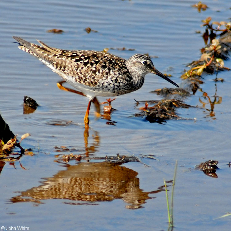 Lesser Yellowlegs