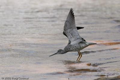 Greater Yellowlegs