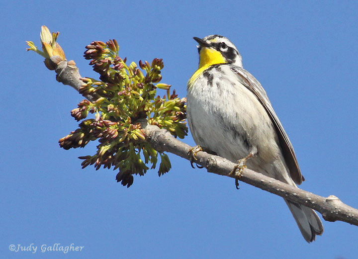 Yellow-throated Warbler