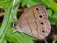 Little Wood Satyr