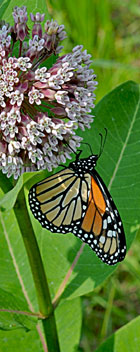 Monarch on Milkweed