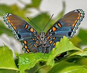 Red-spotted purple