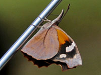 American Snout