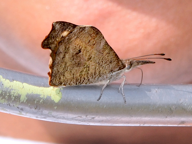 American Snout