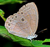 Appalachian Brown