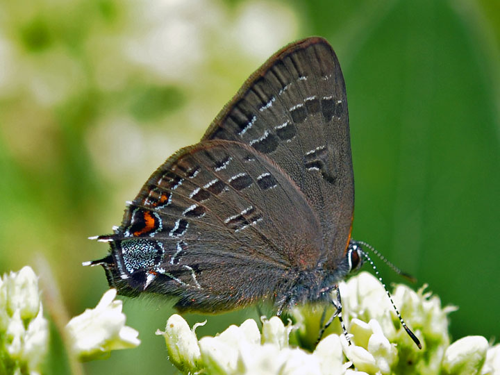 Banded Hairstreak