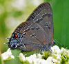 Banded Hairstreak